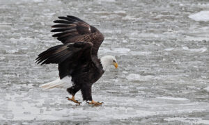 eagle-watching-season-takes-flight-with-events-through-february