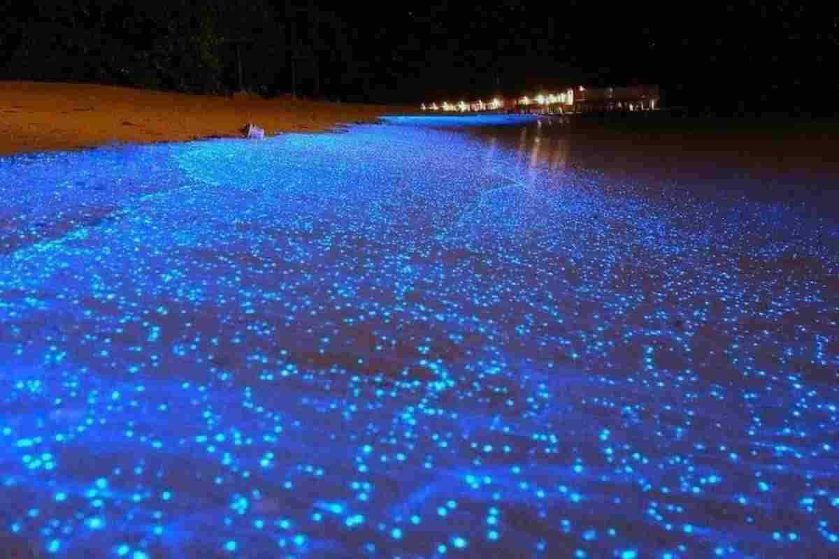 le-spiagge-che-si-illuminano:-un-fenomeno-spettacolare,-ecco-dove-sono