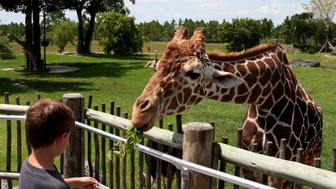zoo,-parchi-faunistici-e-acquari-aiutano-la-natura-e-il-nostro-benessere-–-magazine-–-quotidiano.net