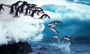 in-the-steps-of-explorers:-finding-antarctica