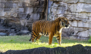 endangered-sumatran-tiger-moves-into-busch-gardens-tampa-bay