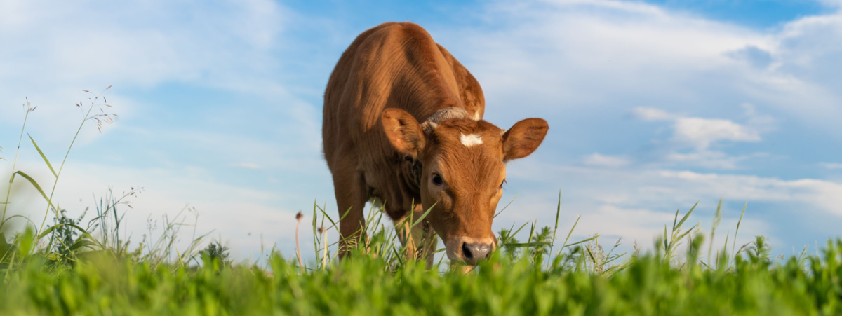 carne-bovina-biologica-italiana:-i-dati-ismea-di-un-settore-da-valorizzare-e-che-puo-crescere