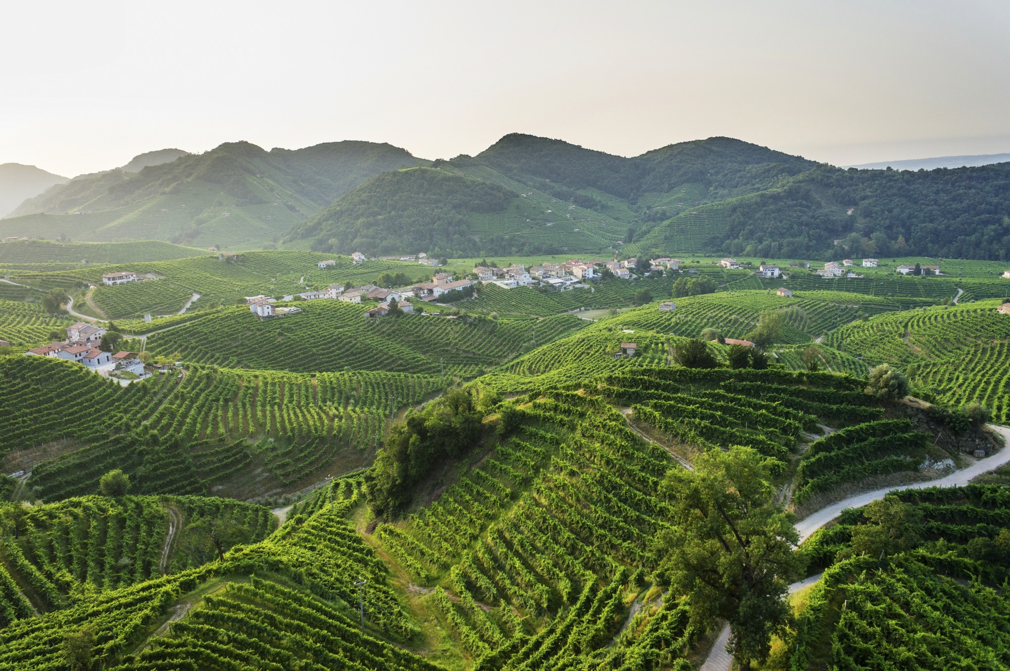da-prosecco-a-valdobbiadene,-viaggio-di-sola-andata