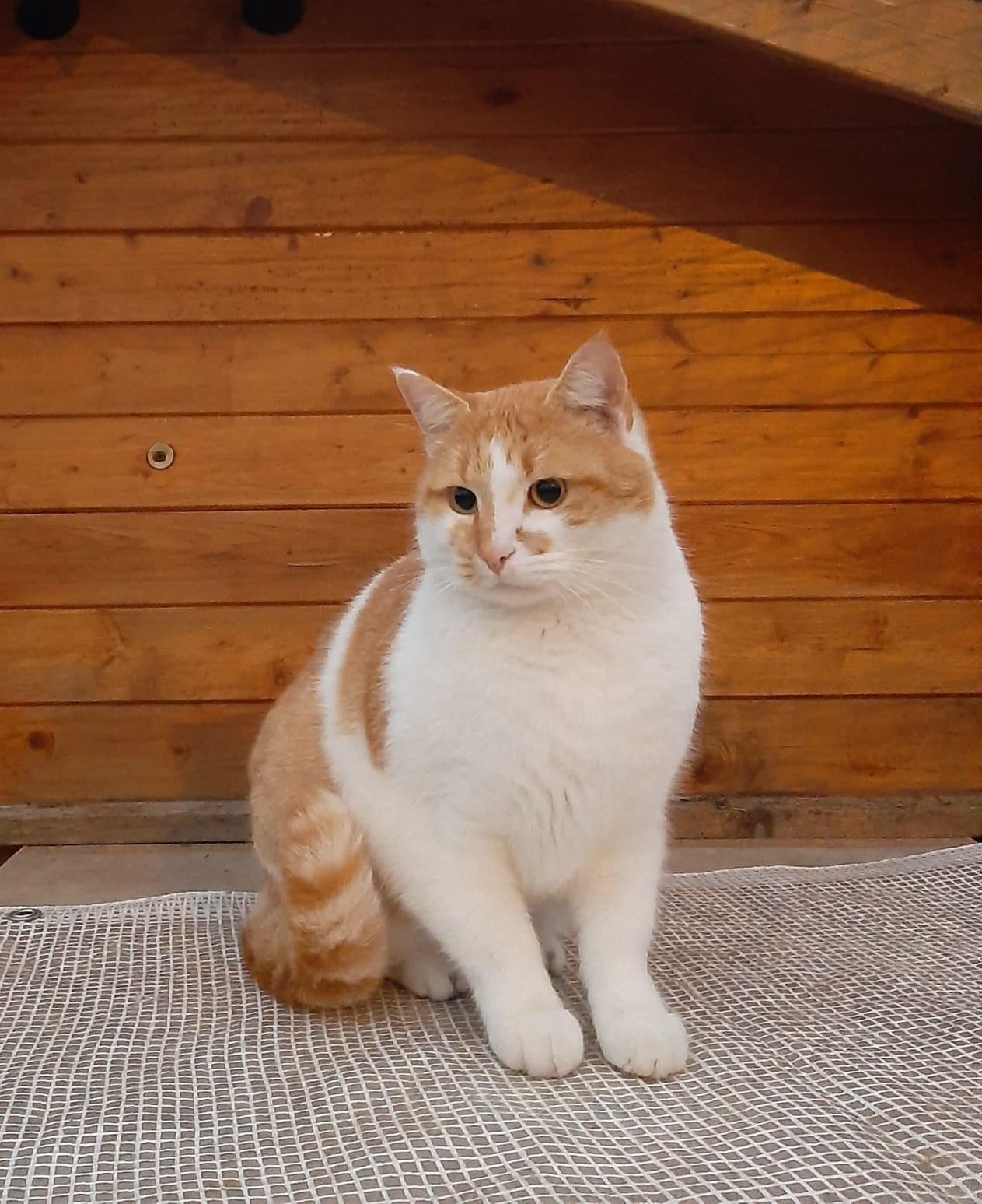 sesto-festeggia-‘san-miagoloso’,-il-patrono-degli-innamorati-dei-gatti-|-sesto-notizie