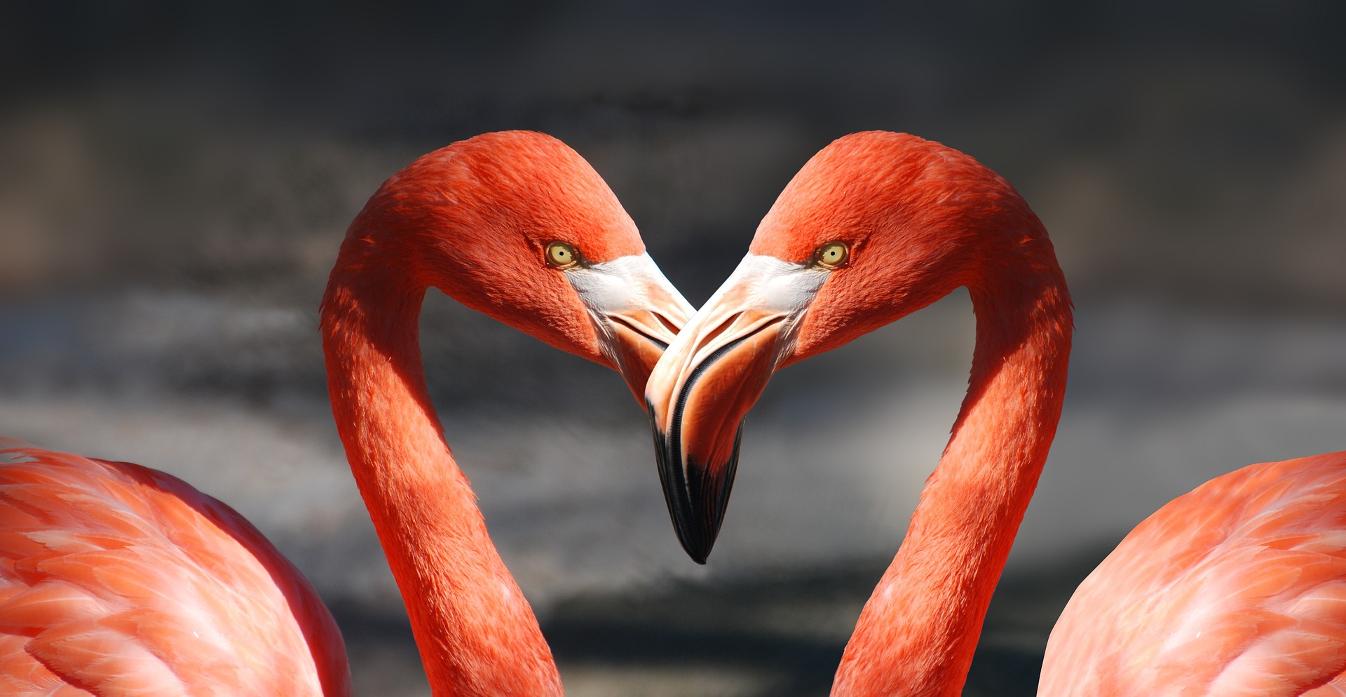 galateo-dell'amore,-l'alternativa-al-solito-san-valentino