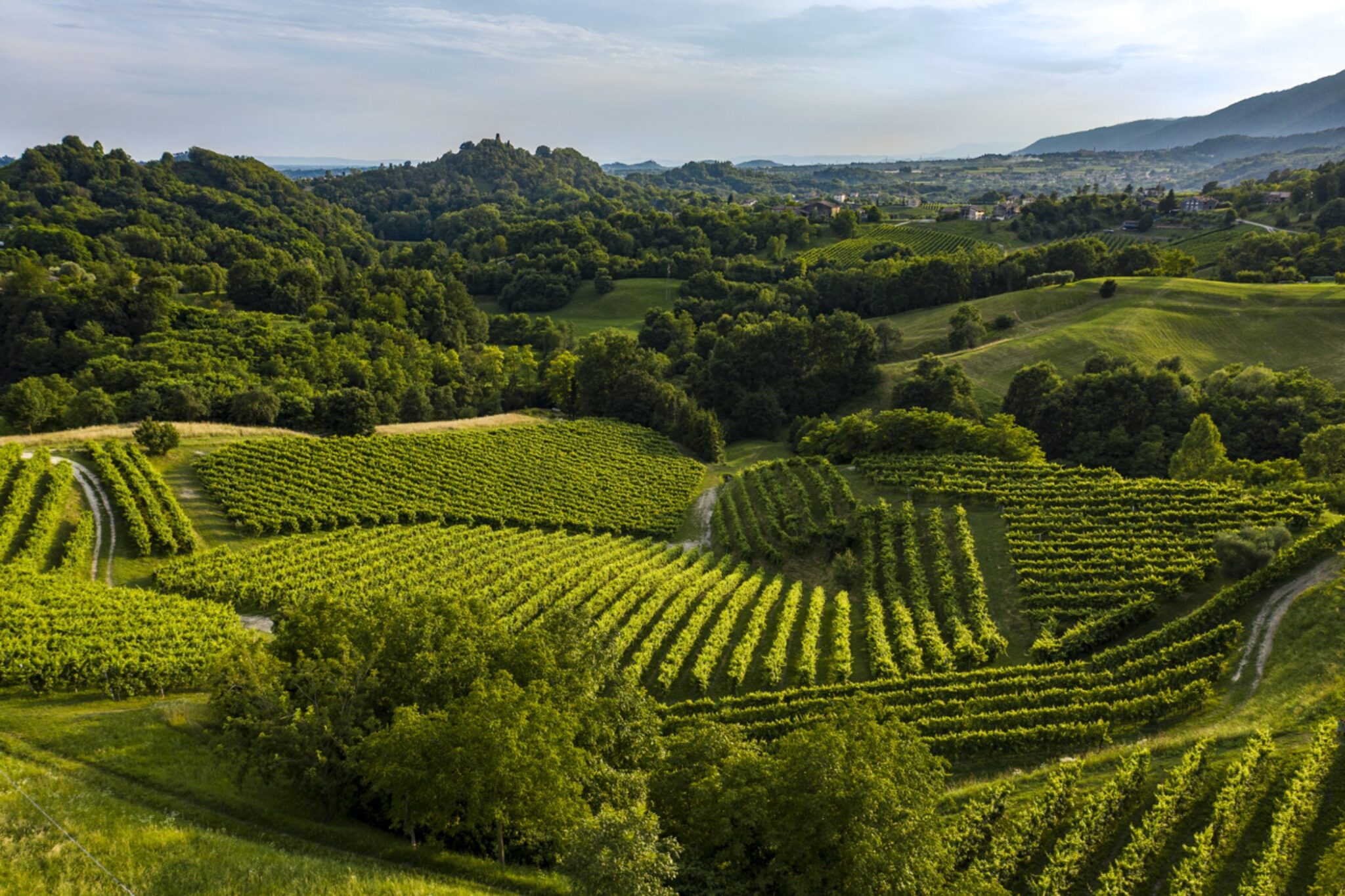 l'asolo-prosecco-protagonista-assoluto-dell'evento-verona-in-love-2023