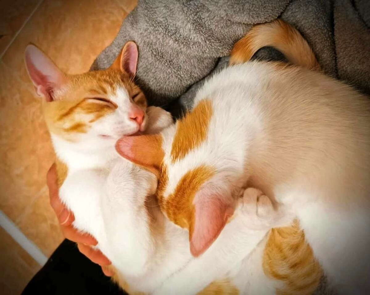 sono-due,-sono-indivisibili-e-nessuno-li-vuole:-i-gatti-shon-e-josh-cercano-casa-a-como