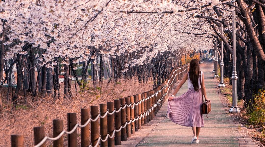 in-full-bloom:-must-visit-destinations-for-cherry-blossom-season