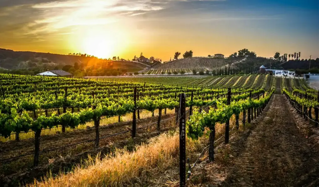 5-san-diego-winery-tours-worth-visiting-+-food-&-views