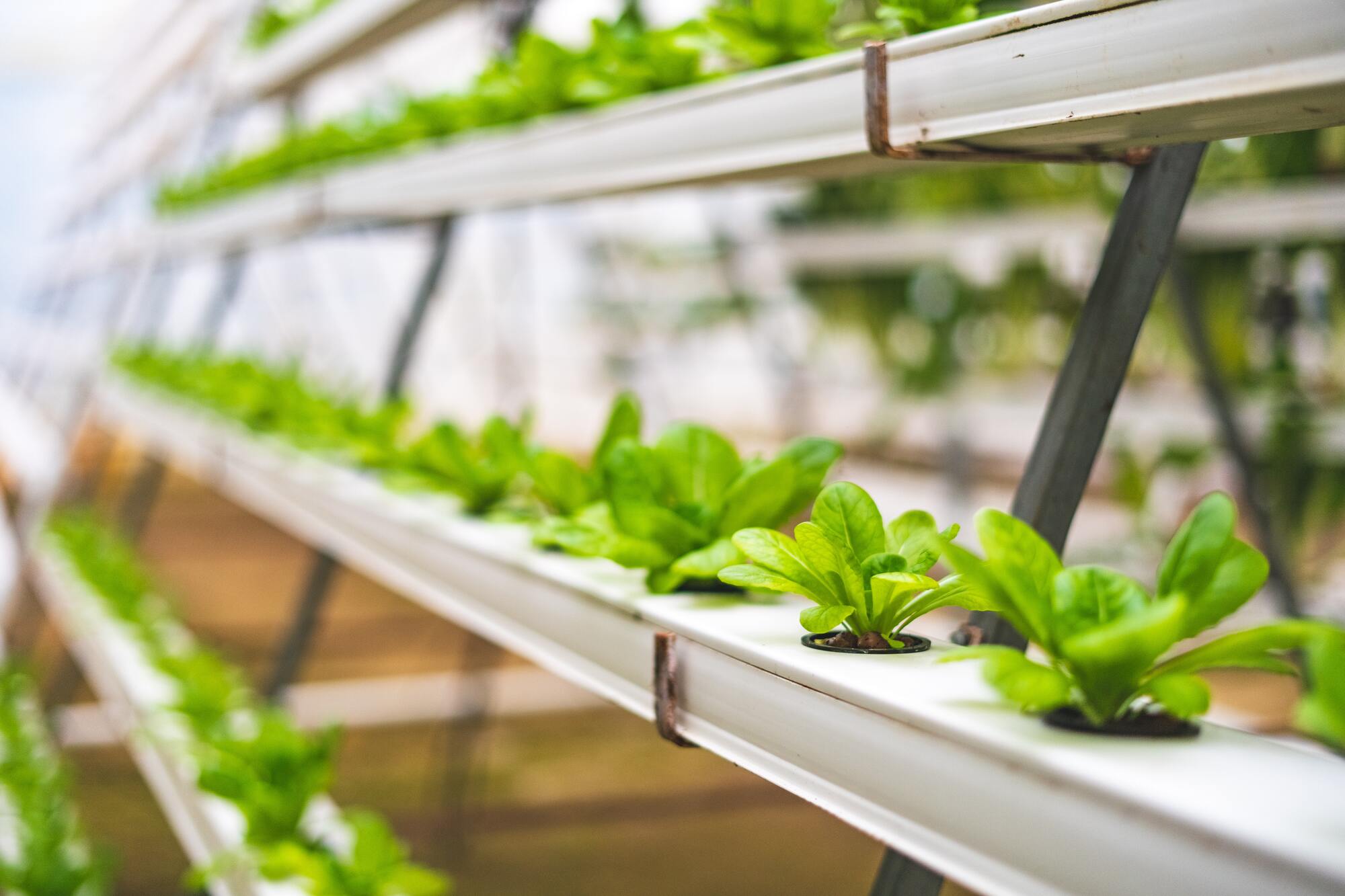 passione-vertical-farm.-ismea-investe-in-kilometro-verde