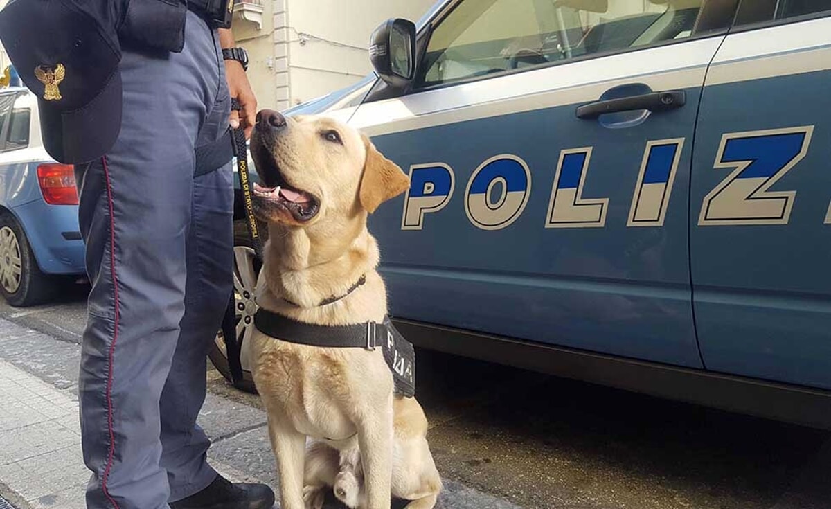 controlli-anti-droga-nel-bosco-a-cadorago:-braccati-dalla-polizia-scappano-attraverso-il-torrente