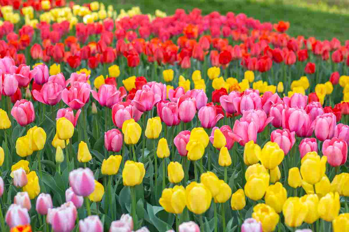 il-campo-piu-bello-di-tulipani-e-a-due-passi-da-casa,-non-bisogna-andare-in-olanda