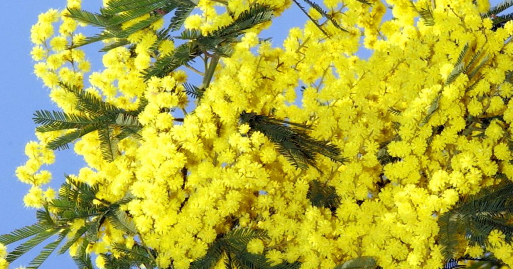 8-marzo,-perche-in-italia-si-regalano-le-mimose?-una-tradizione-nata-nel-1946…-–-il-fatto-quotidiano