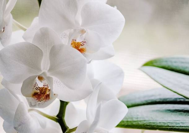 in-famiglia-legnanese-torna-l'esposizione-“orchidee-d'autore”-–-legnanonews