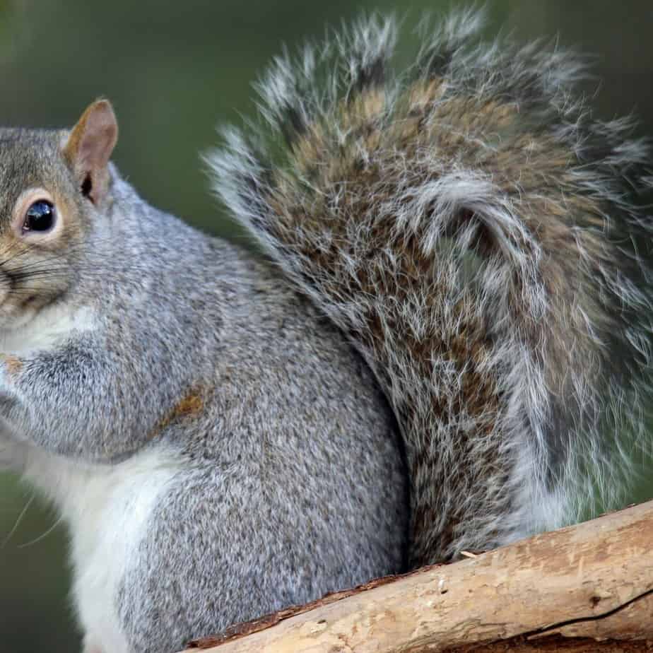 scoiattoli-grigi-a-milano-:-e-invasione-nei-parchi